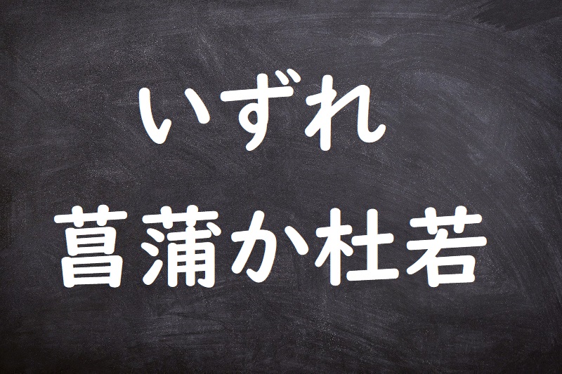 いずれ菖蒲か杜若（いずれあやめかかきつばた）