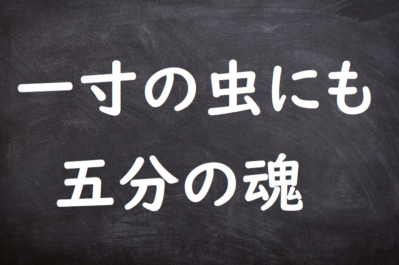 一寸の虫にも五分の魂（いっすんのむしにもごぶのたましい）